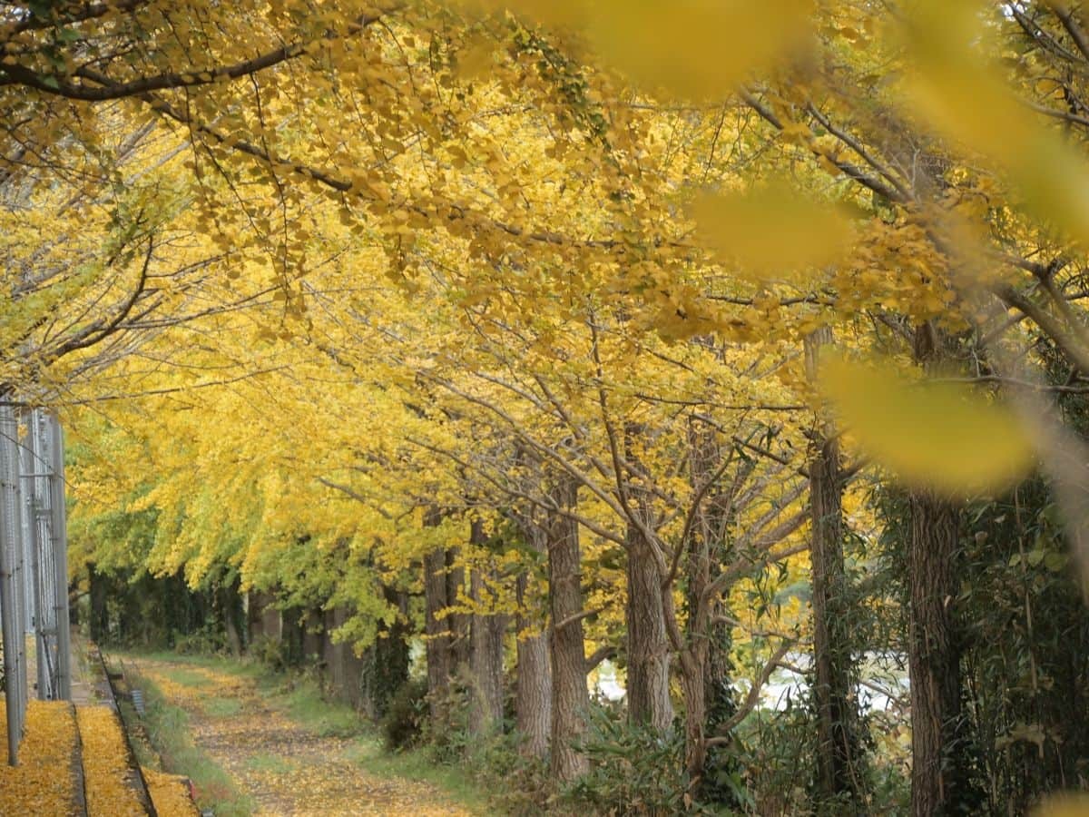 鳥取県江府町_紅葉_穴場_日野川沿いイチョウ並木_見ごろ_場所