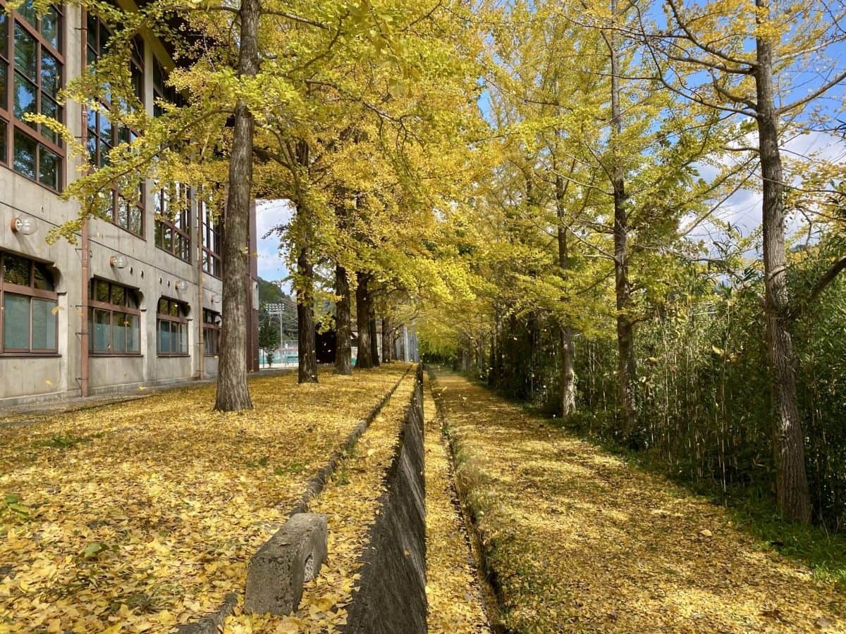 鳥取県江府町_紅葉_穴場_日野川沿いイチョウ並木_見ごろ_場所