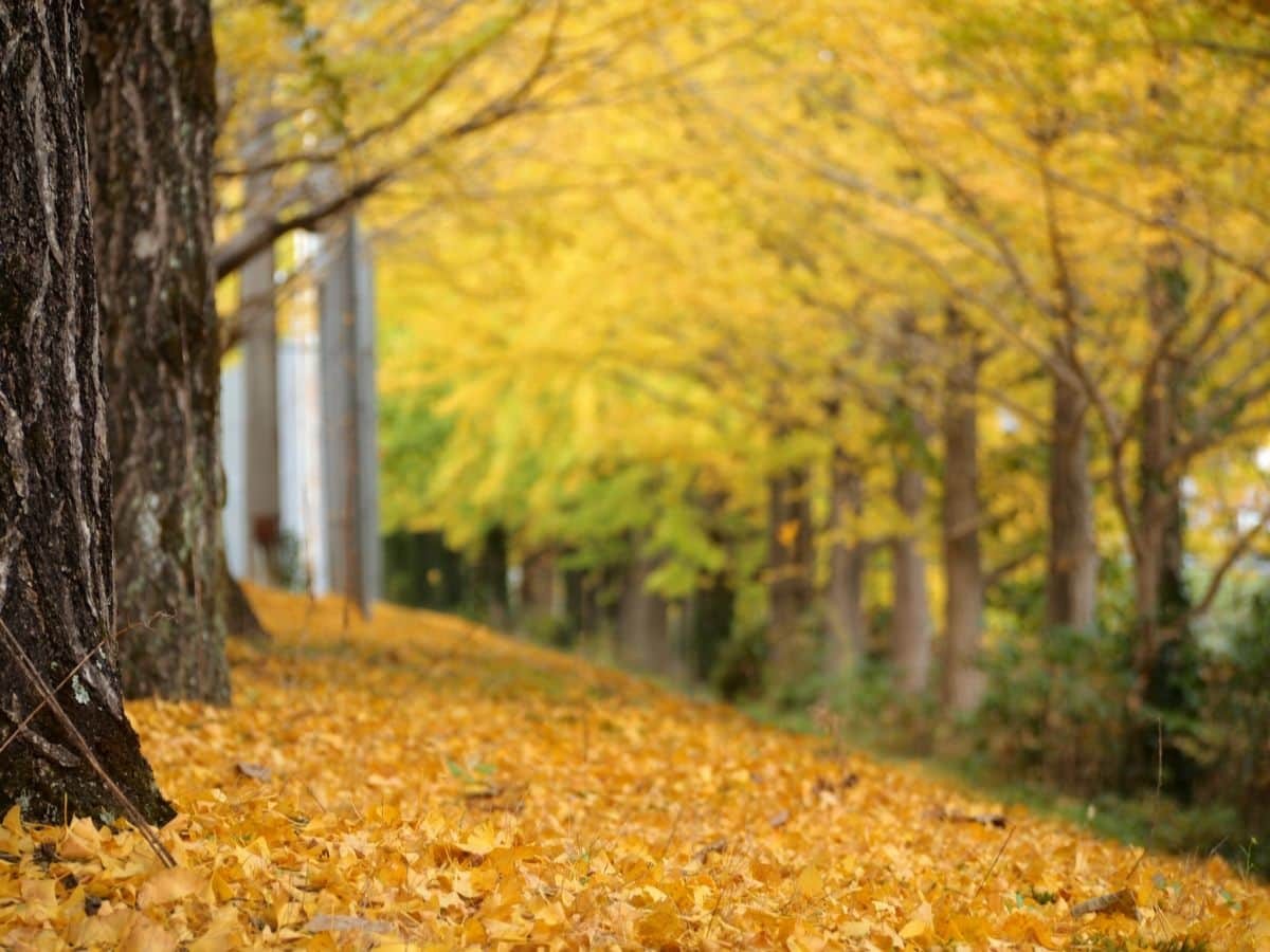 鳥取県江府町_紅葉_穴場_日野川沿いイチョウ並木_見ごろ_場所