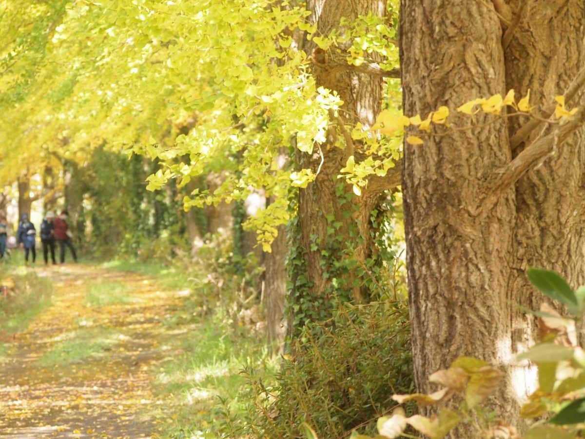 鳥取県江府町_紅葉_穴場_日野川沿いイチョウ並木_見ごろ_場所