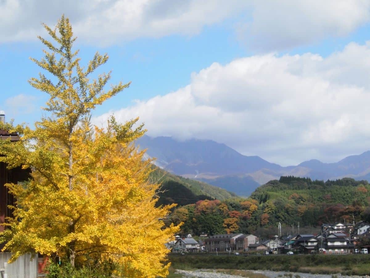 鳥取県江府町_紅葉_穴場_日野川沿いイチョウ並木_見ごろ_場所