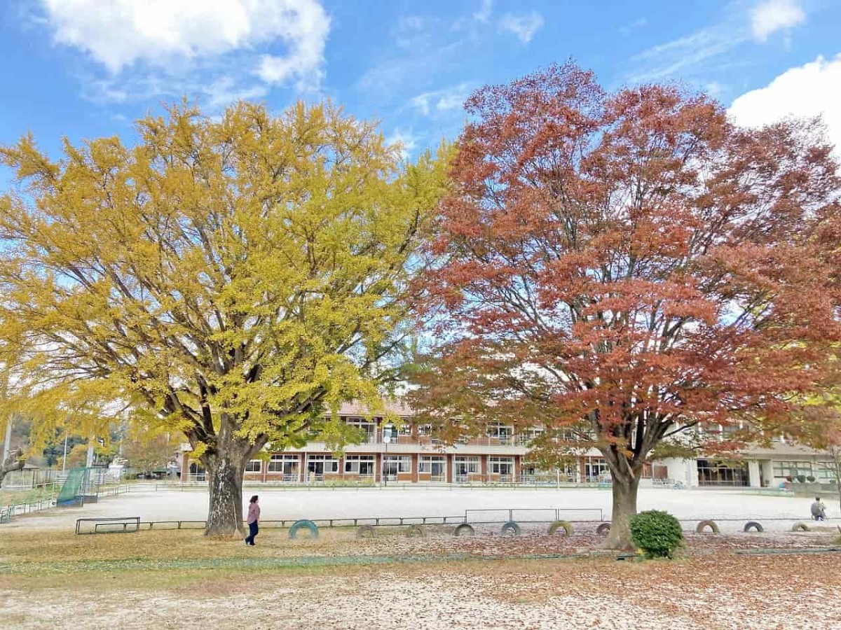 島根県奥出雲町_紅葉_名所_穴場_八川小学校_イチョウの木