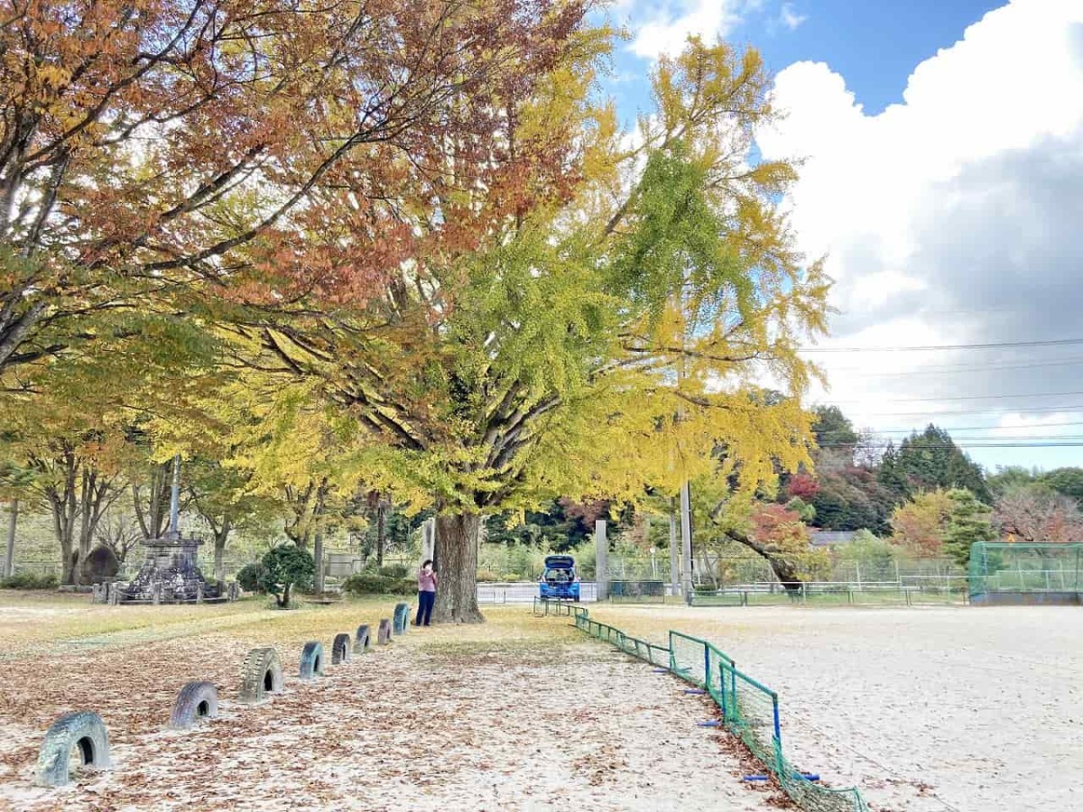 島根県奥出雲町_紅葉_名所_穴場_八川小学校_イチョウの木