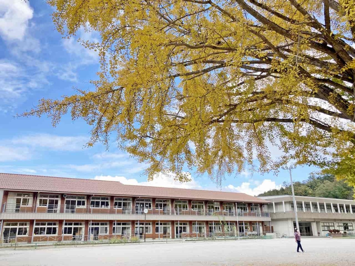 島根県奥出雲町_紅葉_名所_穴場_八川小学校_イチョウの木