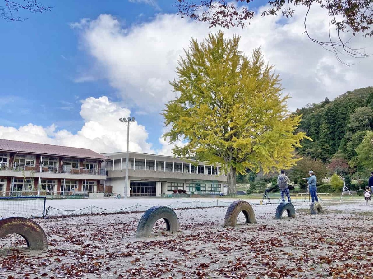 島根県奥出雲町_紅葉_名所_穴場_八川小学校_イチョウの木