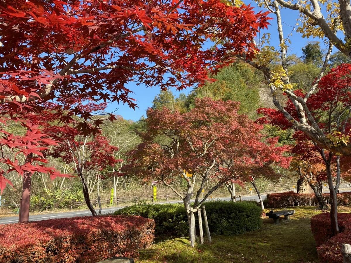 鳥取県日南町_紅葉_名所_穴場_日南湖_駐車場