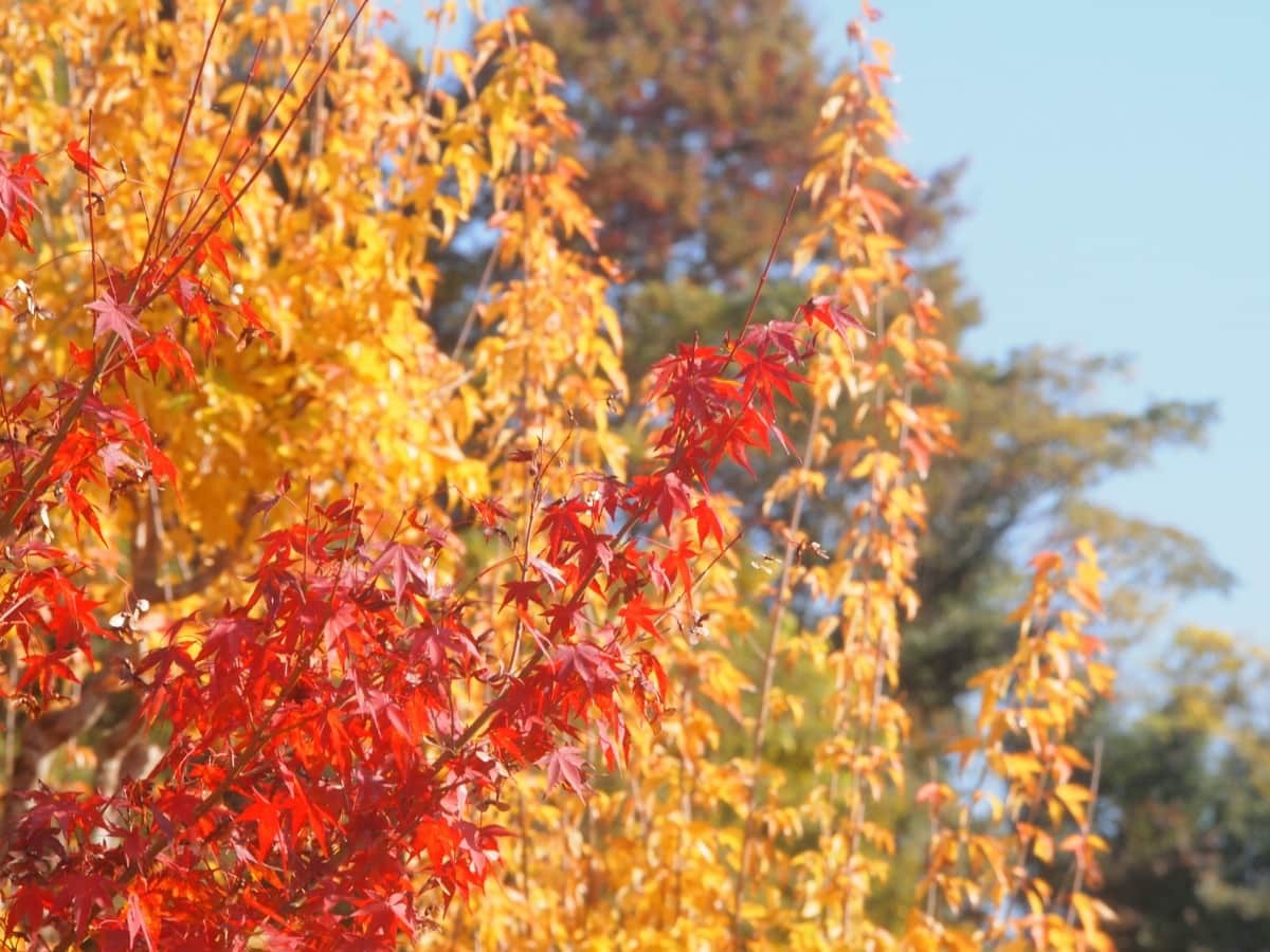 鳥取県日南町_紅葉_名所_穴場_日南湖_駐車場