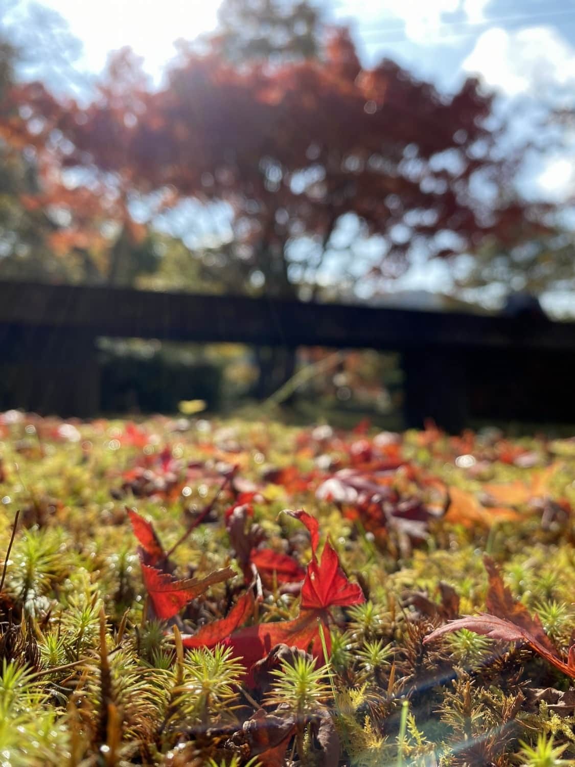 鳥取県日南町_紅葉_名所_穴場_日南湖_駐車場