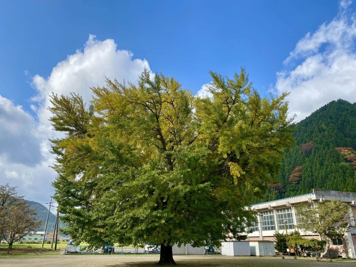 鳥取県日南町を代表する紅葉の名所、旧日野上小学校の『日野上銀杏』