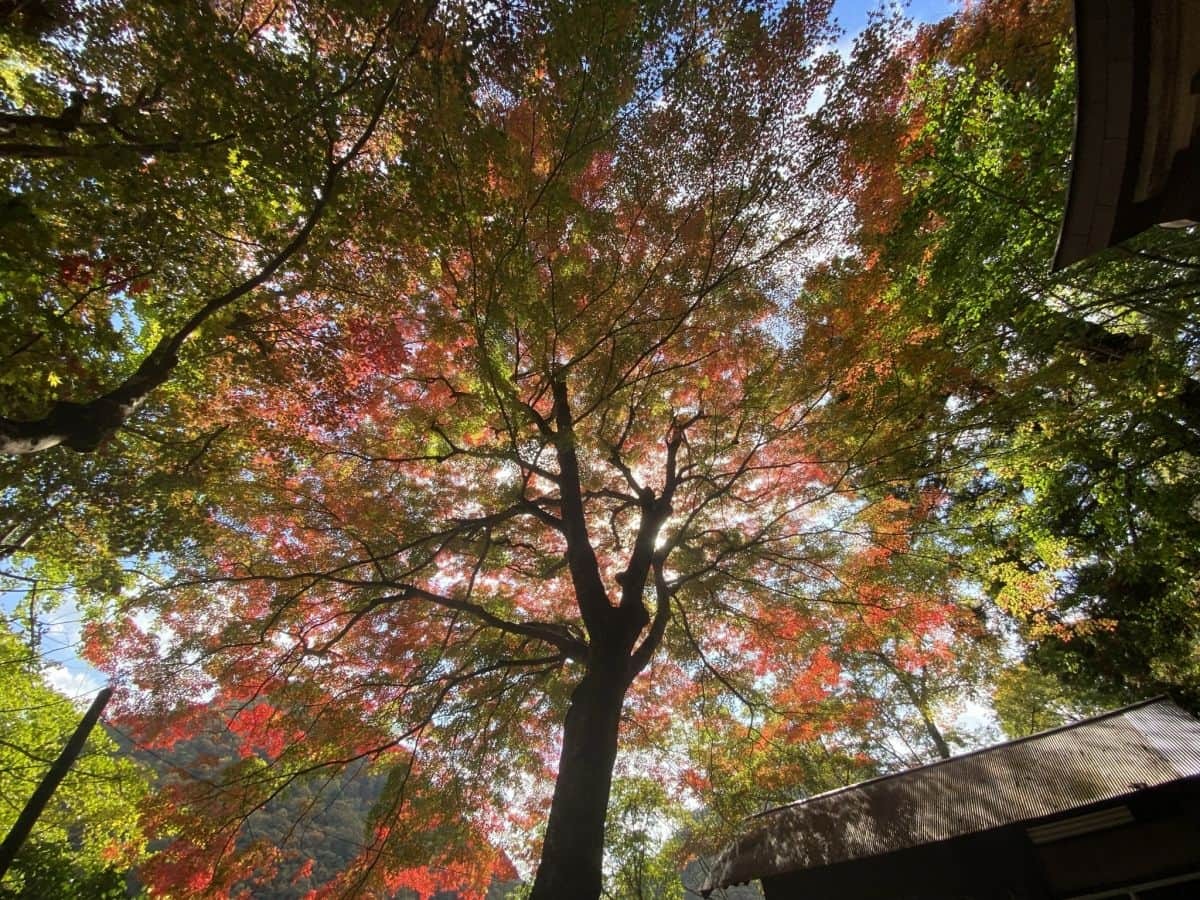 鳥取県日南町_生山神社_紅葉_穴場_行き方_場所_線路