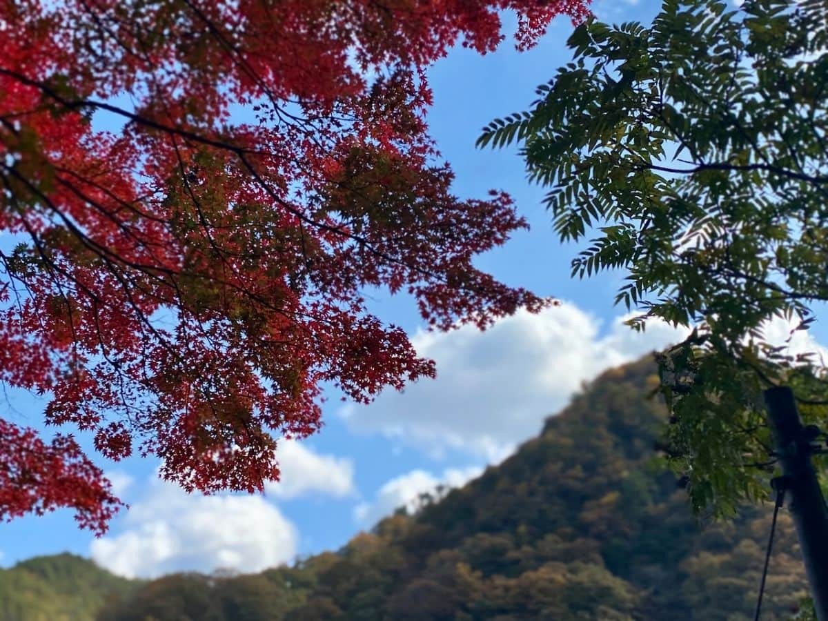 鳥取県日南町_生山神社_紅葉_穴場_行き方_場所_線路