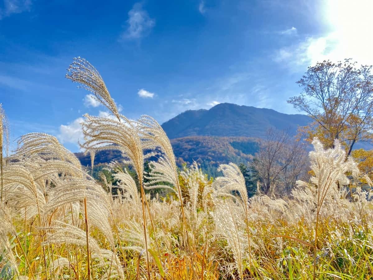 秋風に揺れる三瓶山のススキ草原 時間を忘れてのほほんと 山陰フォト散歩 日刊lazuda ラズダ 島根 鳥取を知る 見る 食べる 遊ぶ 暮らすwebマガジン