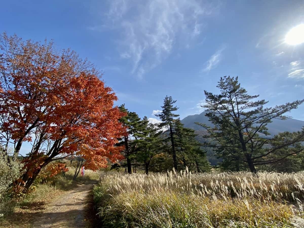 島根県大田市_三瓶山_ススキ_見ごろ_駐車場_季節_観光_穴場