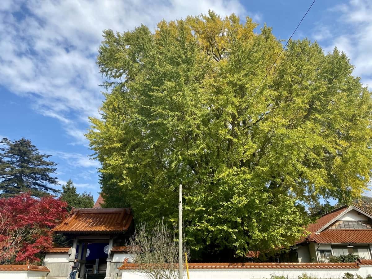 島根県大田市_紅葉_浄善寺_大イチョウ_見ごろの時期_駐車場_ライトアップ