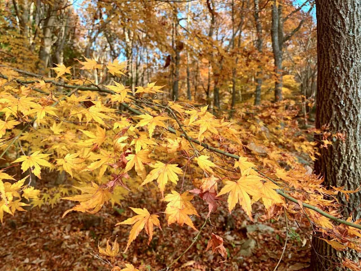 島根県浜田市_もみじ谷公園_紅葉スポット_椿_散策_ドライブ_穴場_オススメ