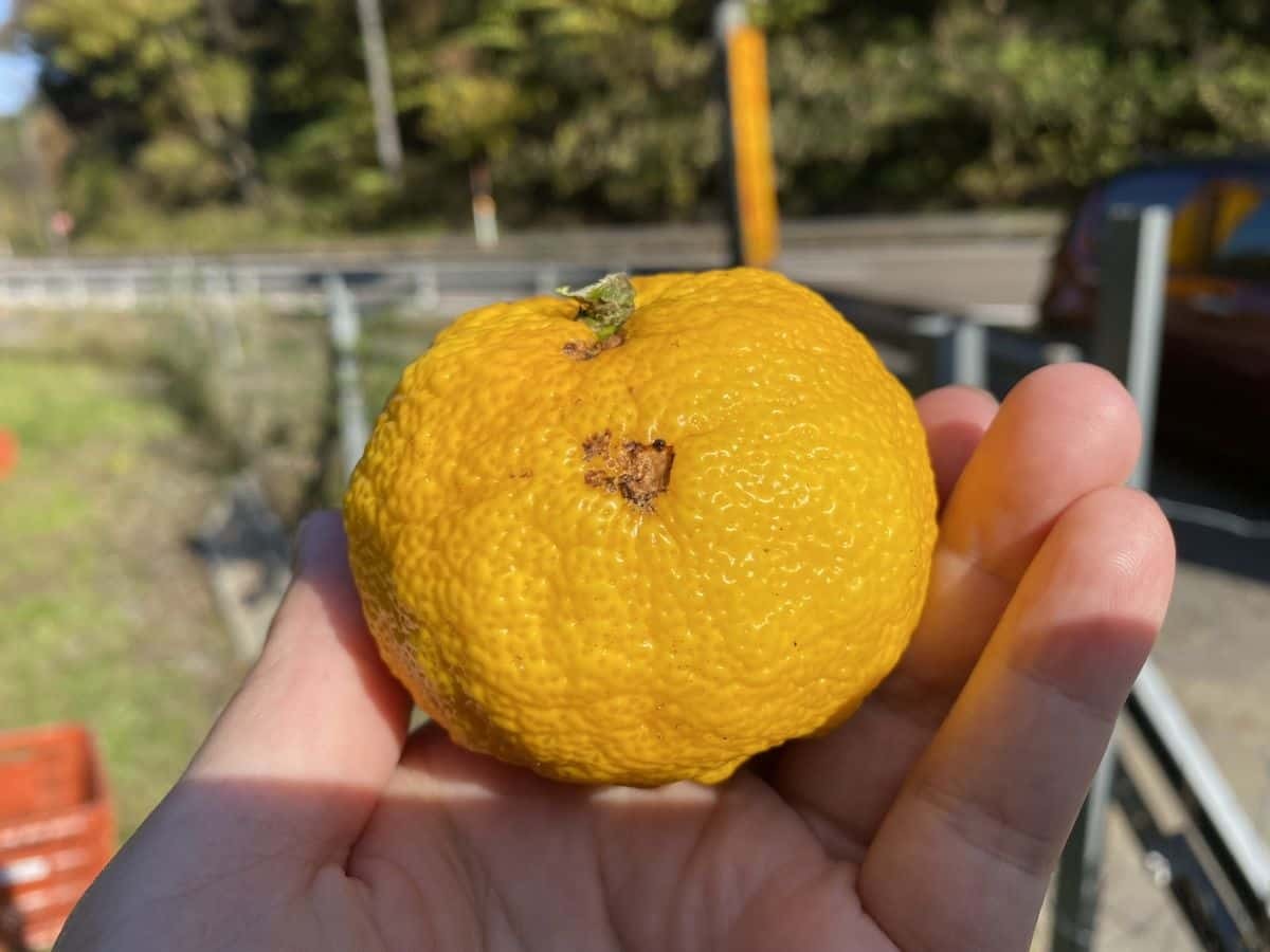 島根県益田市_美都町_ゆず_収穫体験_しまっち_クチコミ