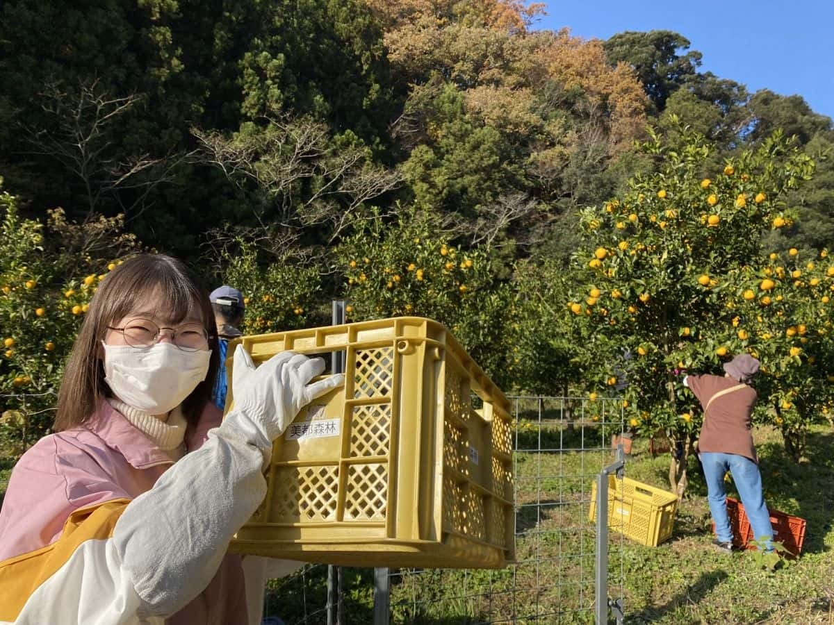 島根県益田市_美都町_ゆず_収穫体験_しまっち_クチコミ