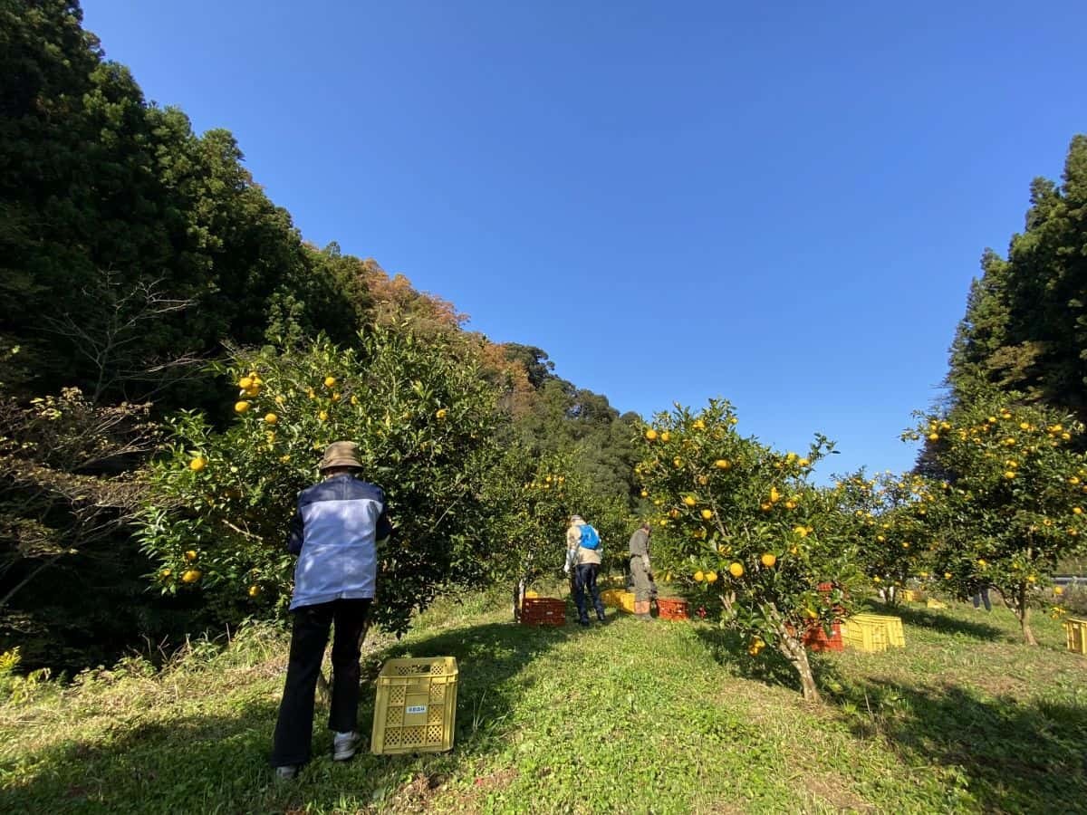 島根県益田市_美都町_ゆず_収穫体験_しまっち_クチコミ