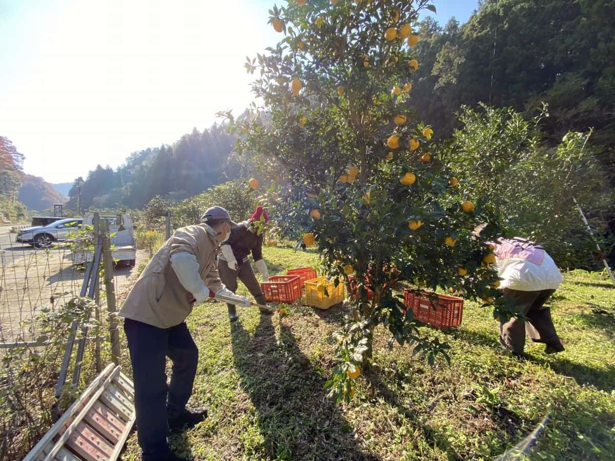 島根県益田市_美都町_ゆず_収穫体験_しまっち_クチコミ