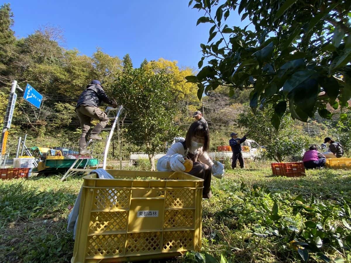 島根県益田市_美都町_ゆず_収穫体験_しまっち_クチコミ