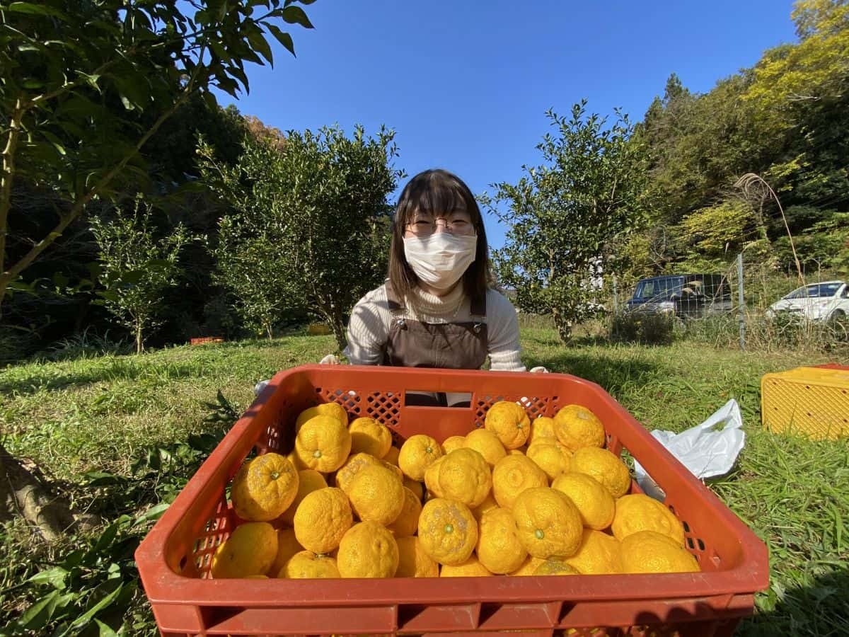 島根県益田市_美都町_ゆず_収穫体験_しまっち_クチコミ