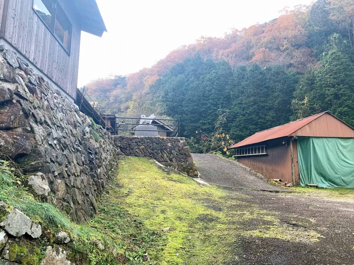 島根県益田市_石号_柴犬_先祖_お出かけ_オススメ