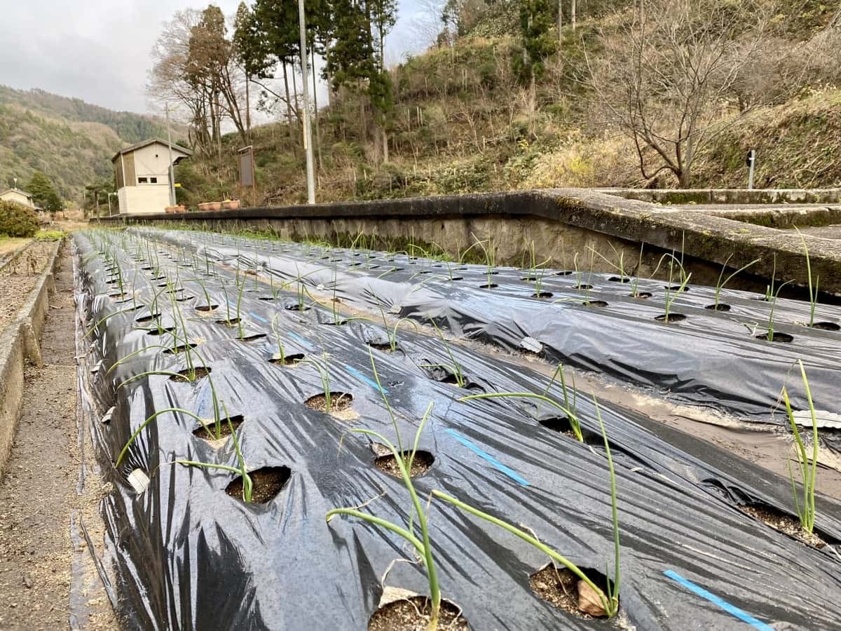 島根県_ローカル線_木次線_下久野駅_畑_珍スポット