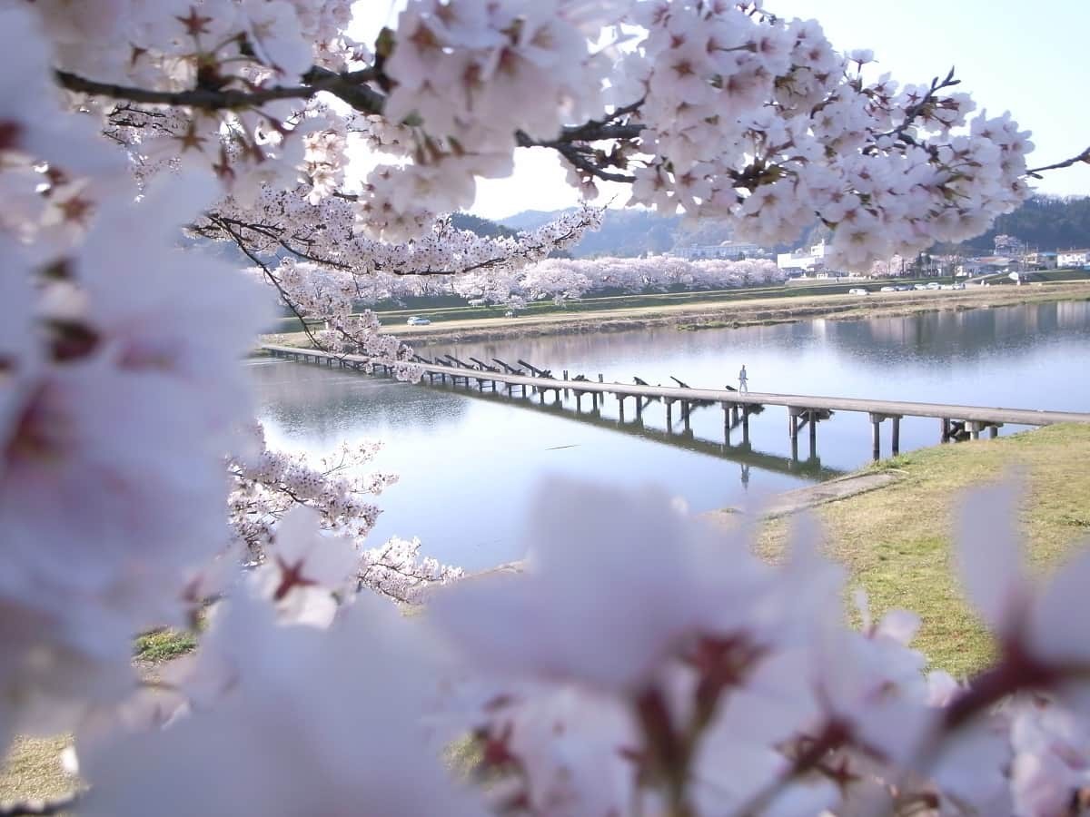 島根県雲南市の斐伊川に架かるお出かけスポット『願い橋（潜水橋）』の桜の景色