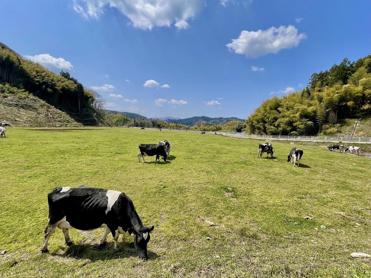 島根県雲南市・奥出雲町にある『ダムの見える牧場』の様子