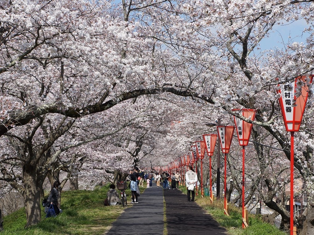 雲南市の名所・斐伊川堤防桜並木