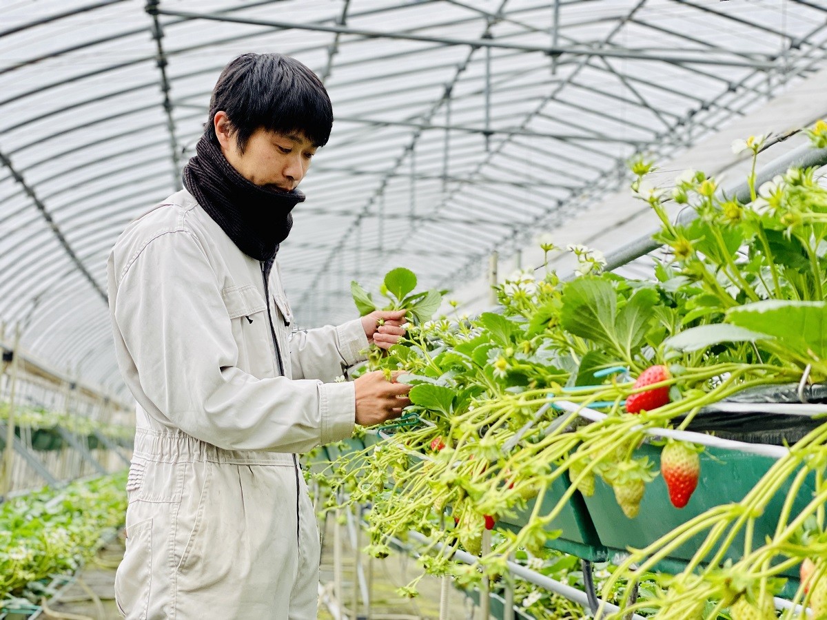 島根県雲南市のおすすめいちご狩りスポット『三島ファーム』の園内の様子