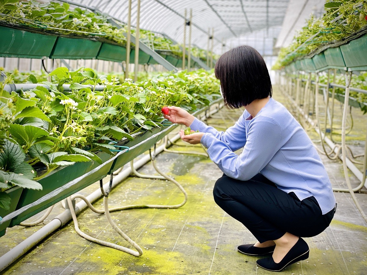 島根県雲南市のおすすめいちご狩りスポット『三島ファーム』の園内の様子