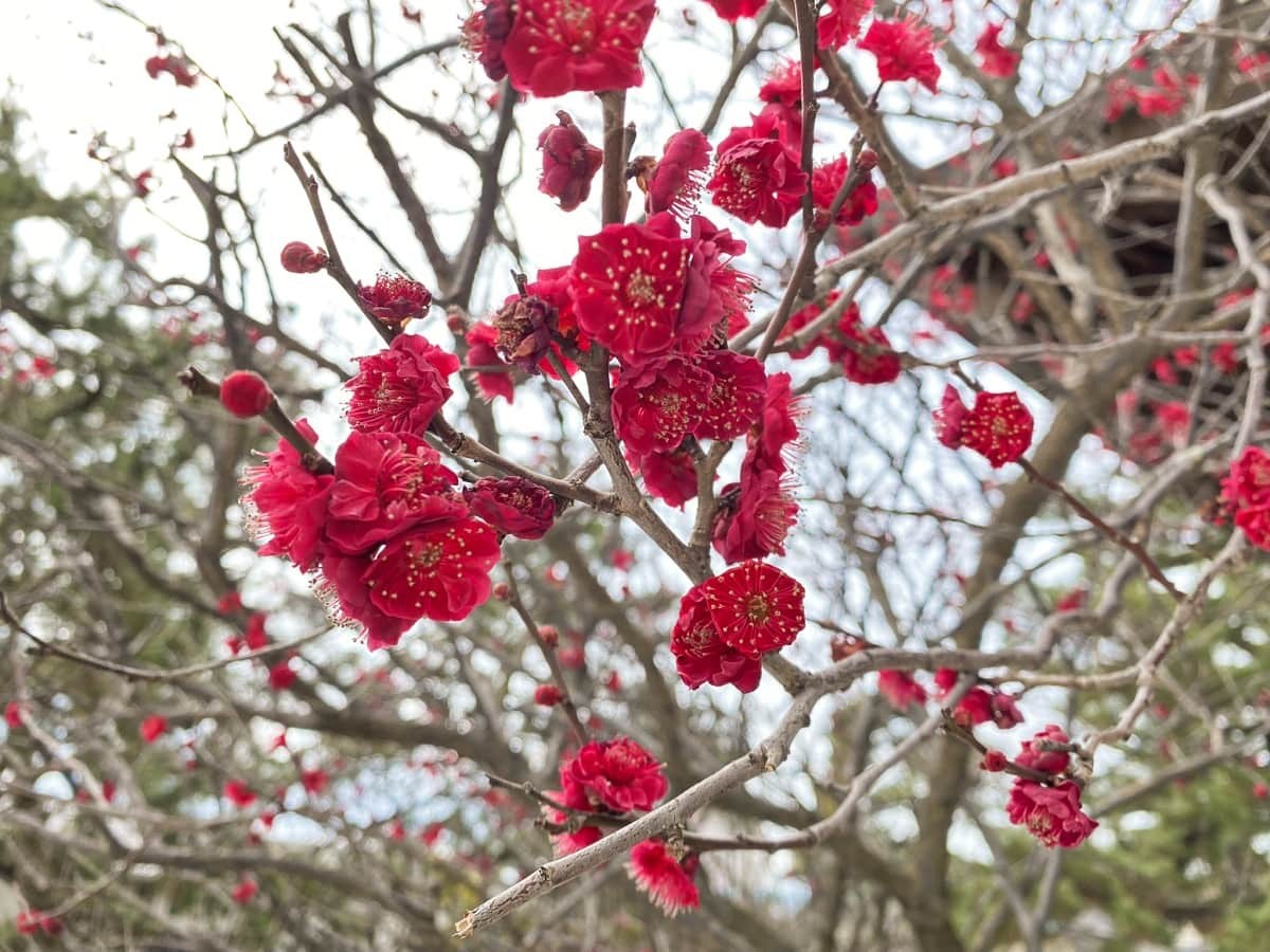 島根県松江市にある『白潟天満宮』、通称・天神さんの境内に咲いていた梅の花