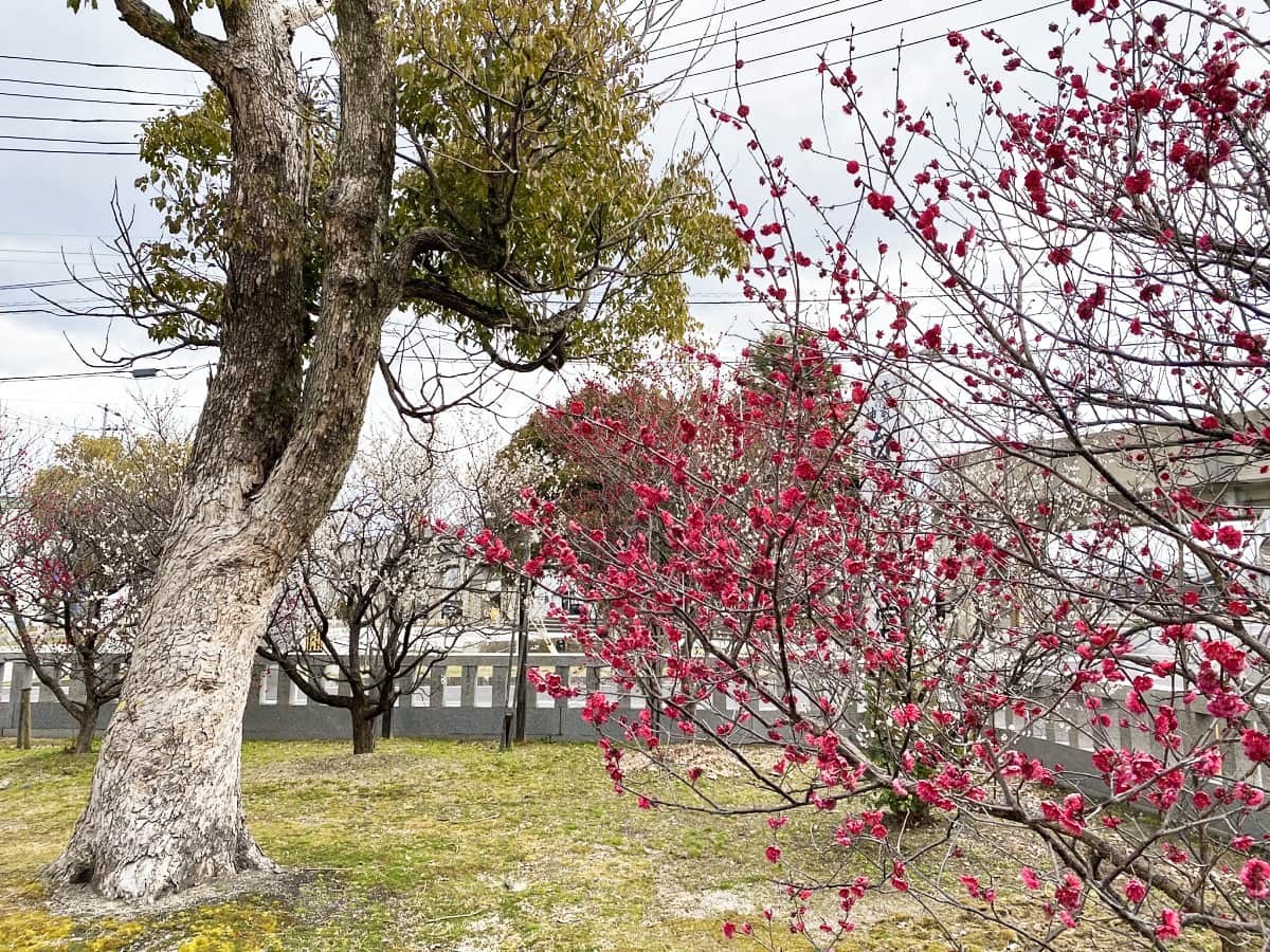 島根県松江市にある『白潟天満宮』、通称・天神さんの境内に咲いている梅の花