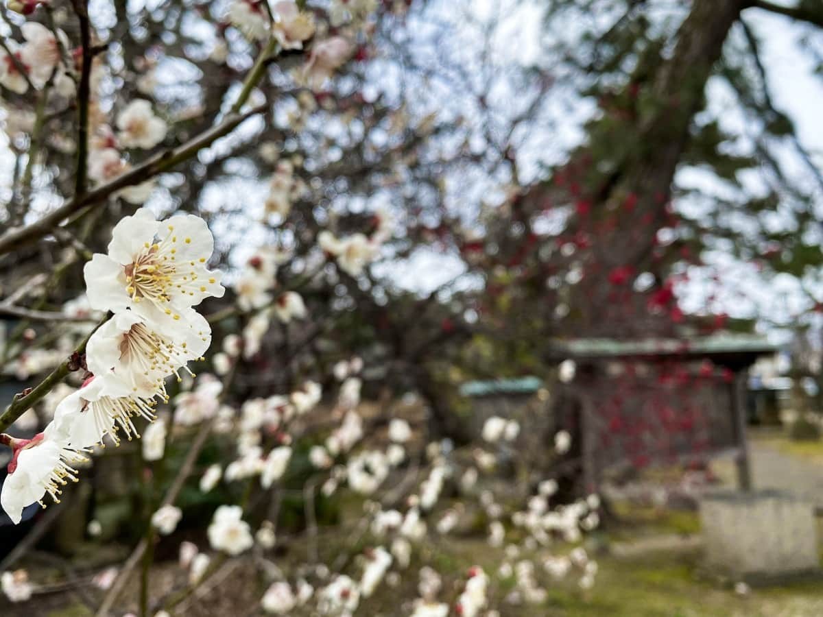 島根県松江市にある『白潟天満宮』、通称・天神さんの境内に咲いている梅の花