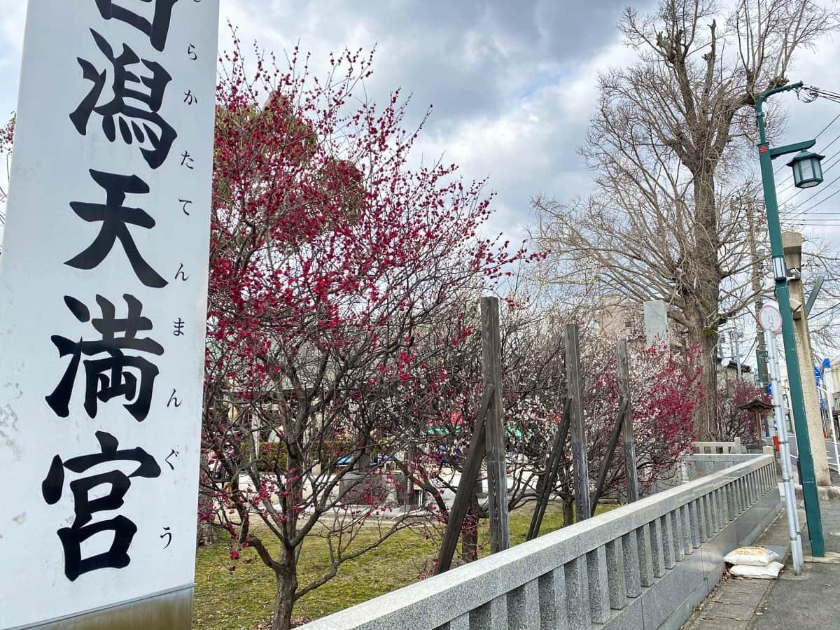 島根県松江市にある『白潟天満宮』、通称・天神さんの境内に咲いている梅の花