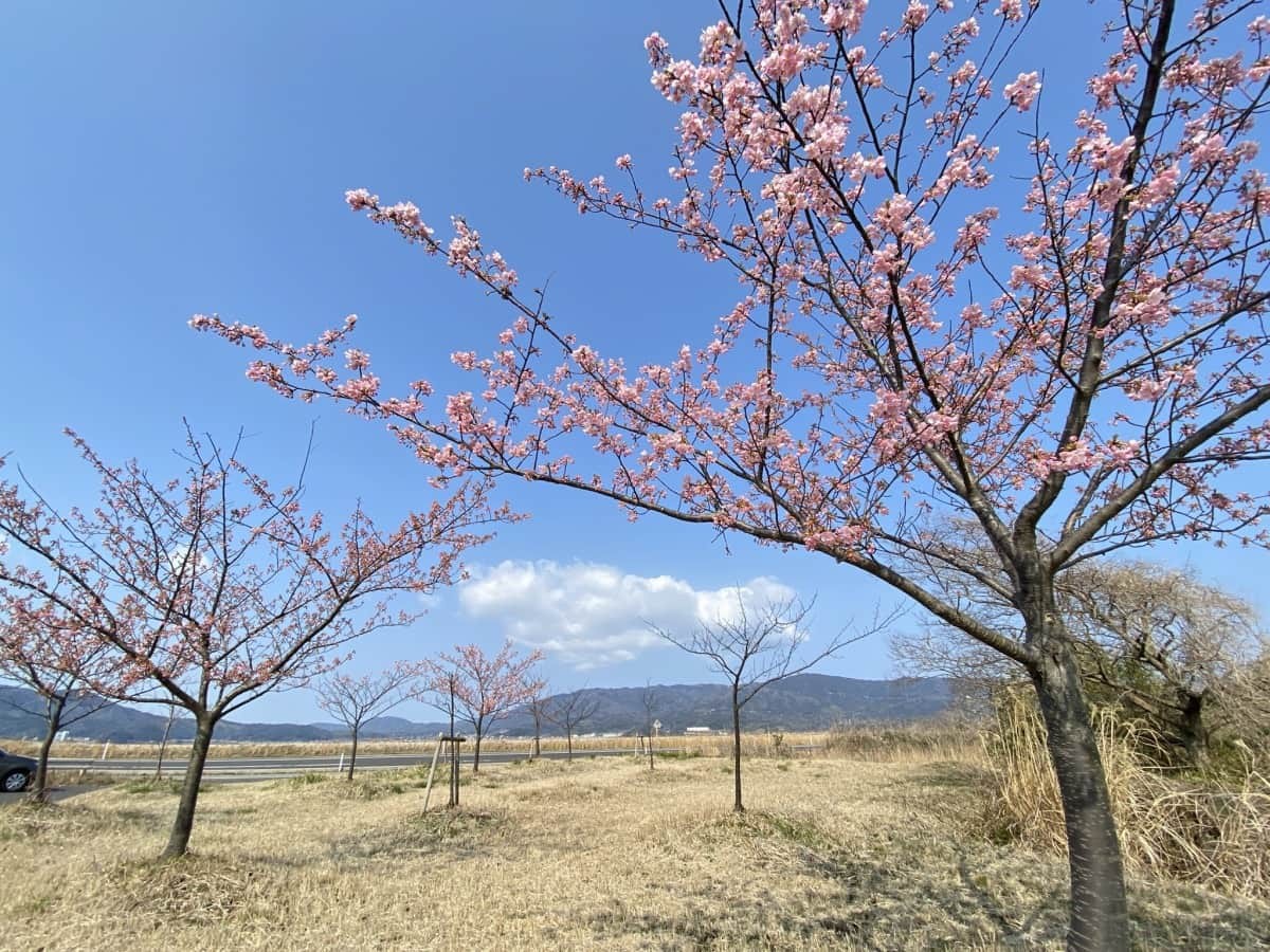 島根県松江市・大根島にある『八束千本桜公園』の河津桜の様子