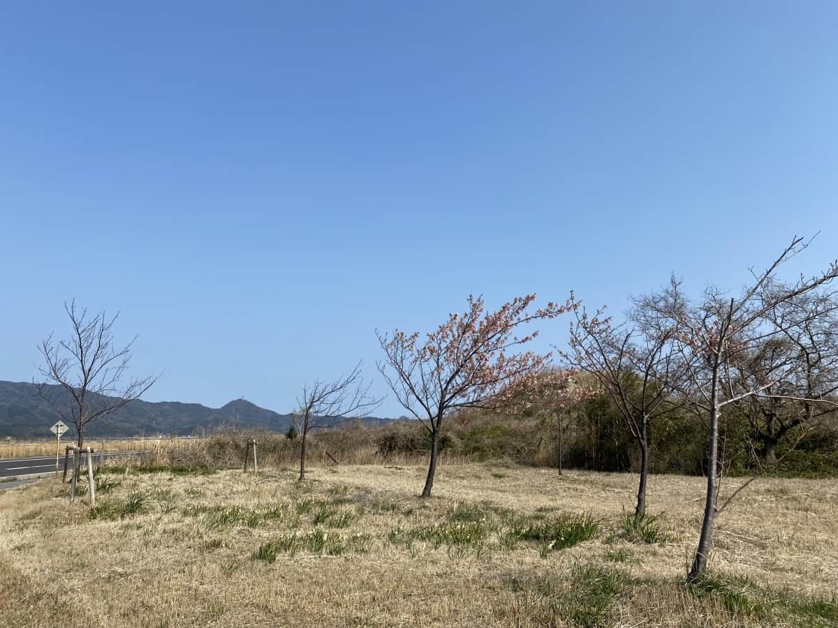 島根県松江市・大根島にある『八束千本桜公園』の河津桜の様子