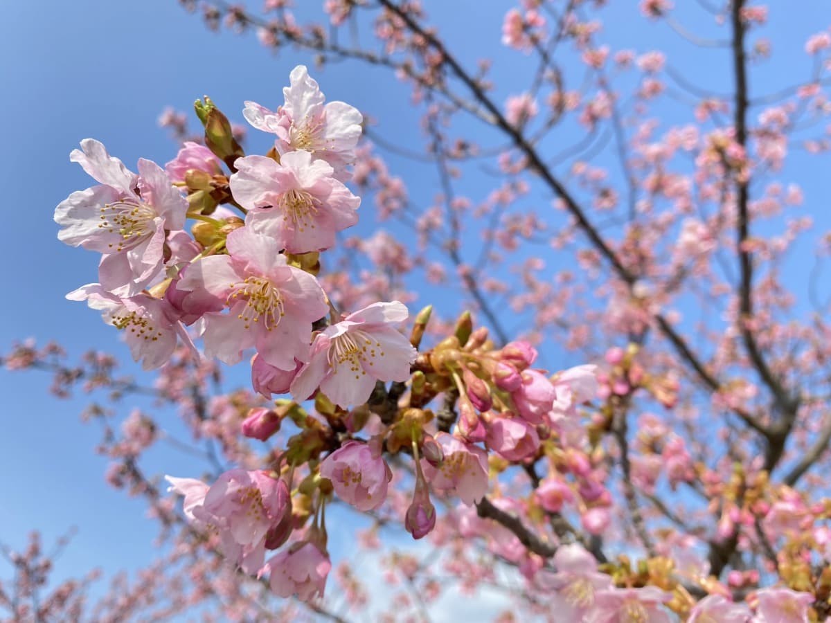 島根県松江市・大根島にある『八束千本桜公園』の河津桜の様子
