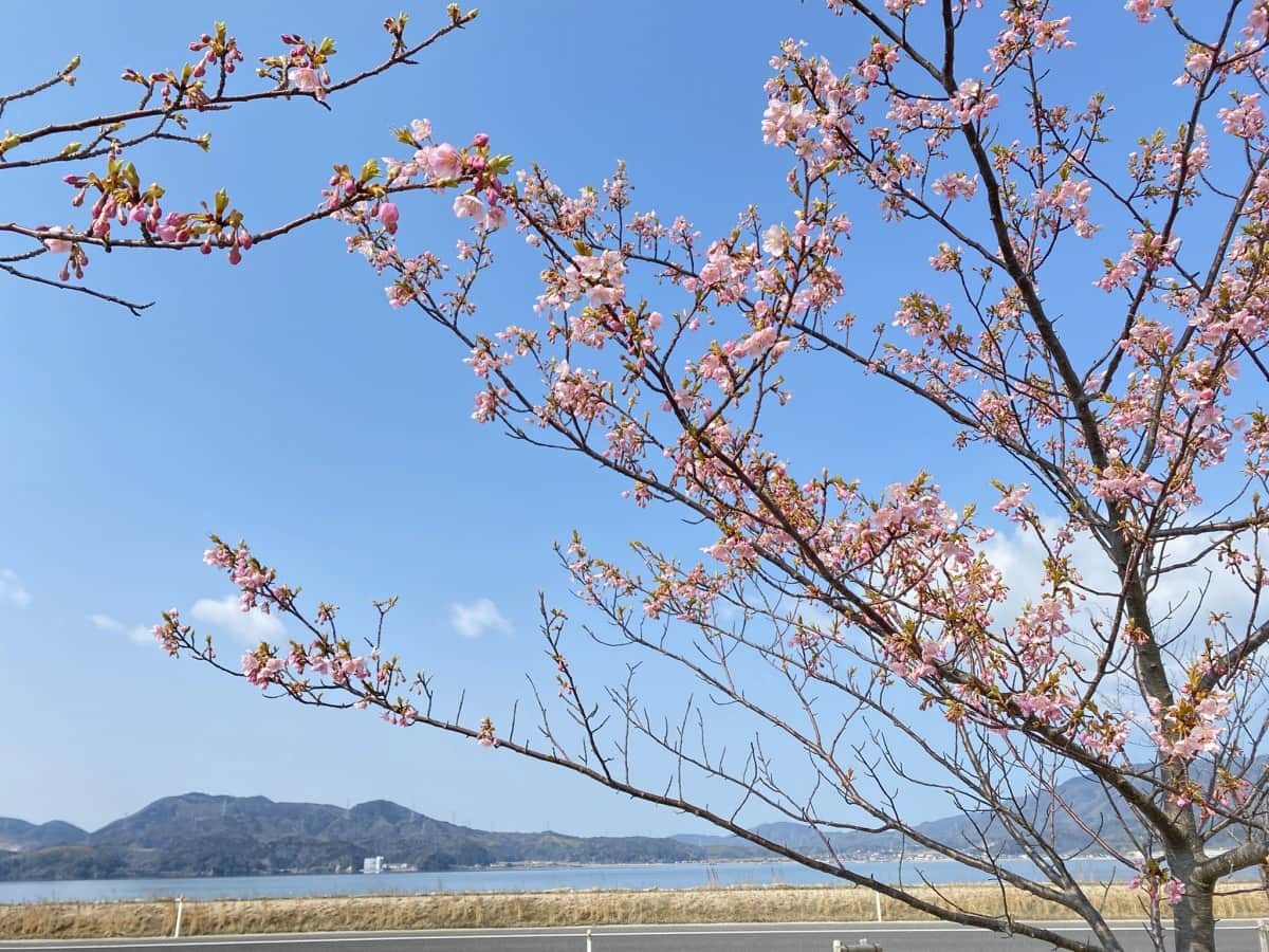 島根県松江市・大根島にある『八束千本桜公園』の河津桜の様子