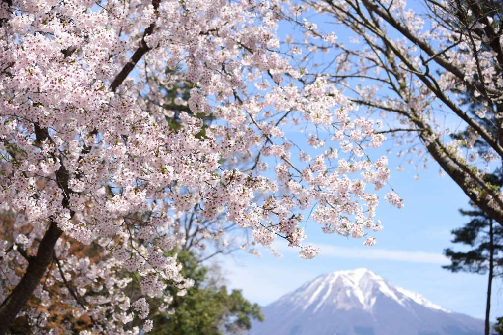 鳥取県西伯郡南部町で開催される「さくらまつり」のイベント詳細情報