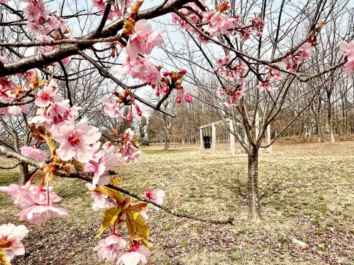 伯耆町『交流の森』こども広場の様子