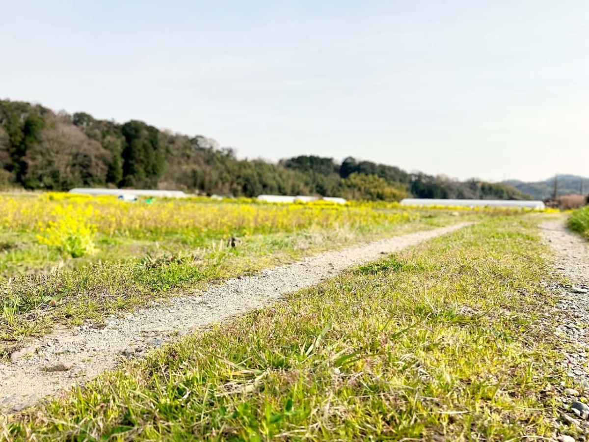 鳥取県西伯郡伯耆町の岸本駅周辺で見られる菜の花畑の様子