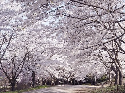 鳥取県南部町の桜の名所『とっとり花回廊』の様子