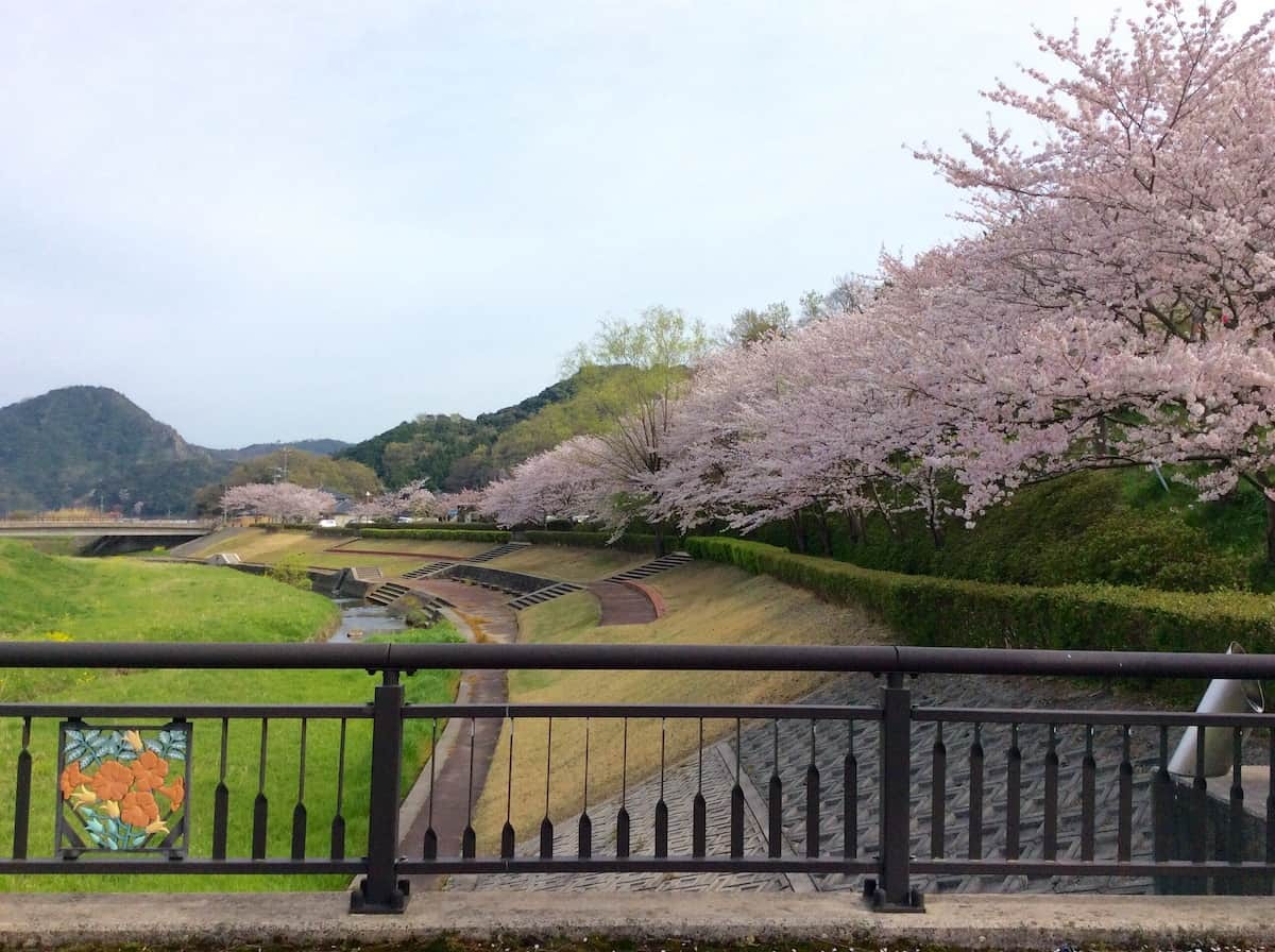 島根県大田市の桜の名所「仁摩健康公園」の様子
