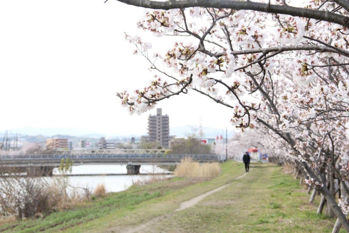 島根県松江市の朝酌川沿いに咲く桜の様子