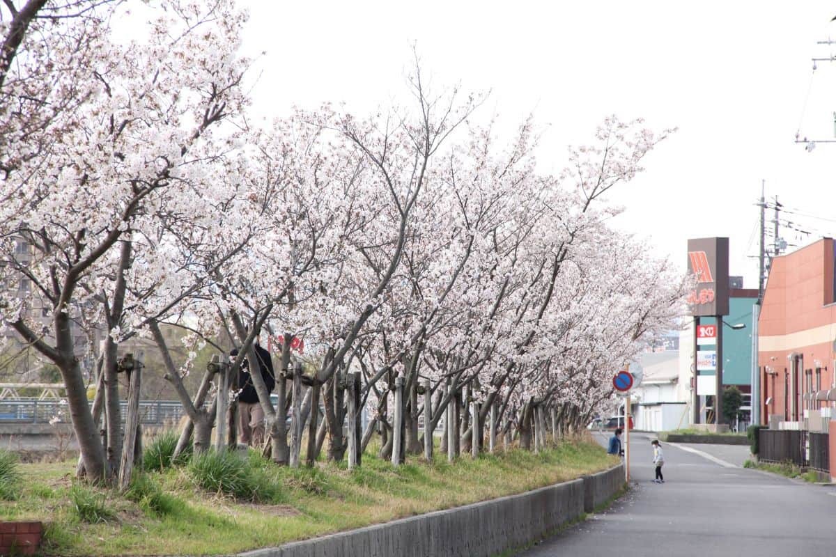 島根県松江市の朝酌川沿いに咲く桜の様子