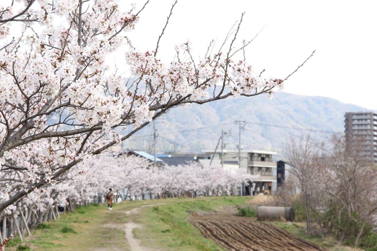 島根県松江市の朝酌川沿いに咲く桜の様子