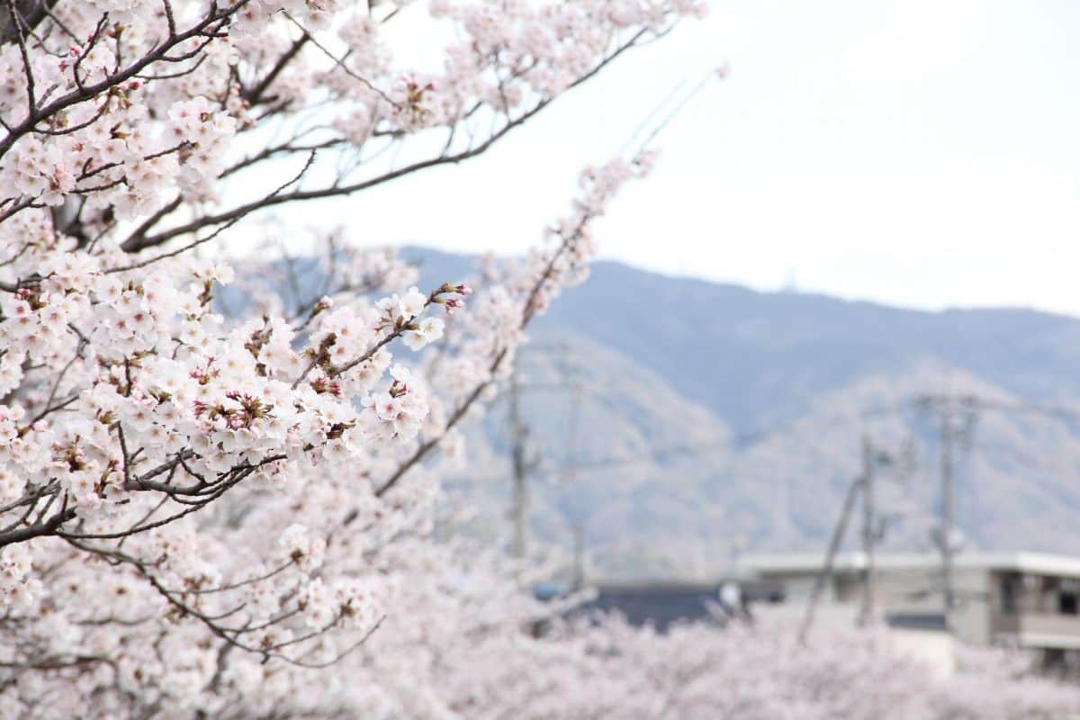 島根県松江市の朝酌川沿いに咲く桜の様子