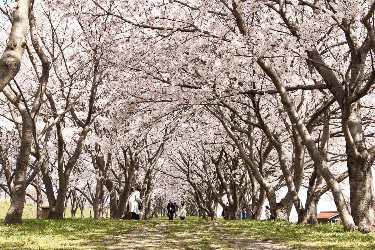 日吉津村の桜堤